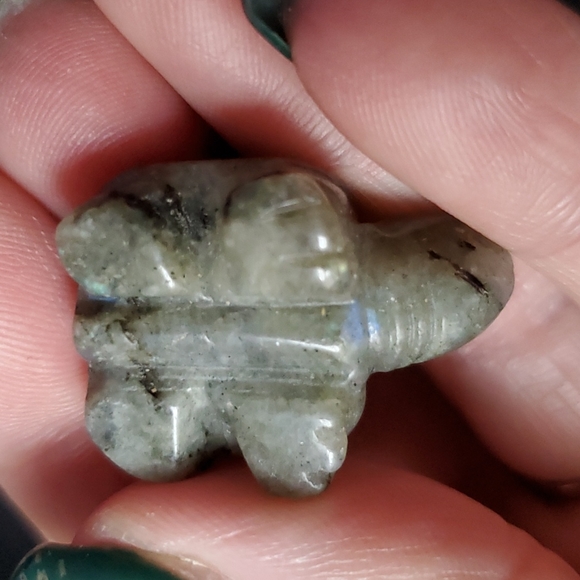 Turtle Family 🐢🐢🐢 - Picture 7 of 9